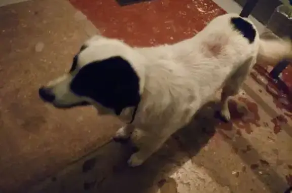 Найдена собака, Тула, фото: Собака найдена: ул. Плеханова, 138, Тула