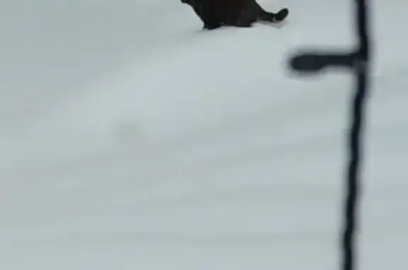 Пропал чёрный котик, Садовая 2/Д, Туношна - photo