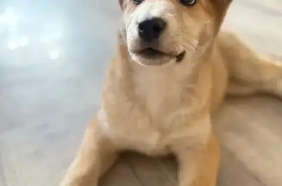 Найдена собака, Липецк, фото: Найдена собака, 1-я Крымская ул. 28, Липецк