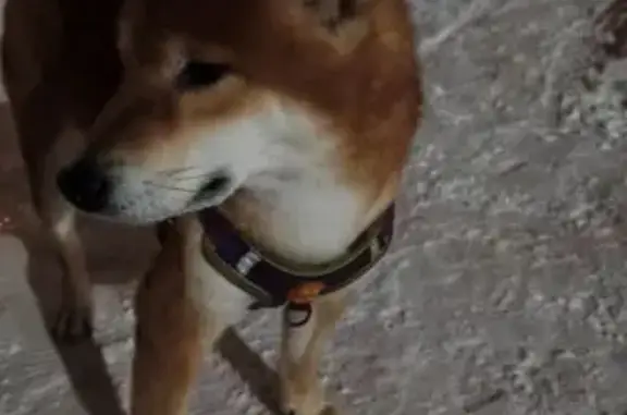 Найдена собака, Коломна, фото: Собака найдена: Пионерская 25, Коломна