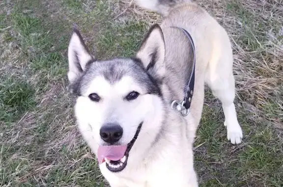 Пропала собака в Долине, Калужская обл. - photo