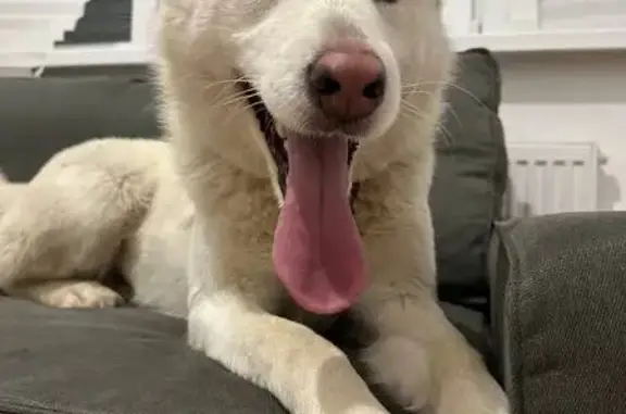 Объявления о пропавших и найденных животных, Коптяки, фото: Собака найдена: Радужная ул., 1, Коптяки