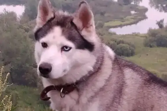 Пропала собака, Джамбульская ул., Красноярск - photo