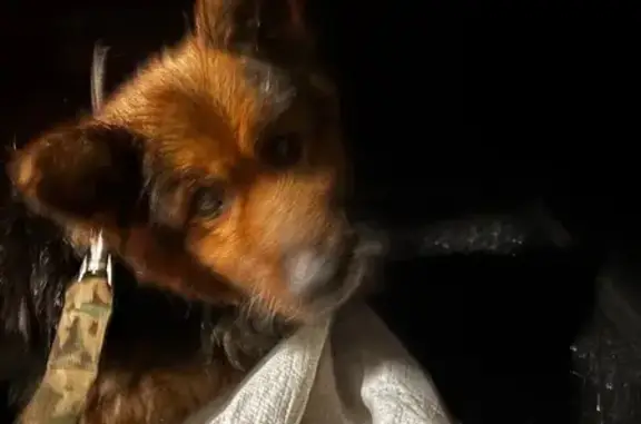 Найдена собака, Аксай, фото: Найдена овчарка, пр. Ленина 47Б, Аксай