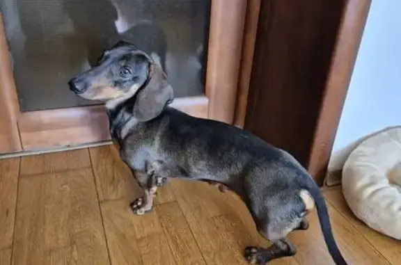 Найдена собака, Ставрополь, фото: Найдена такса, ул. Достоевского 37, Ставрополь