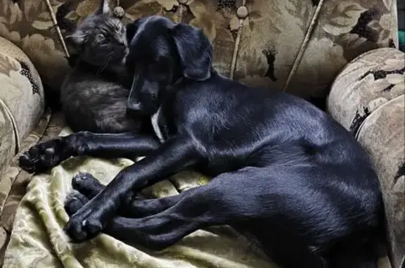 Пропала собака, Ватутина 20, Уфа - photo