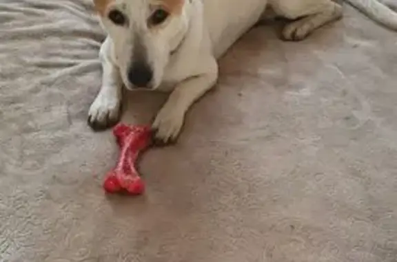 Пропала собака, Пушкина 113З, Афипский - photo