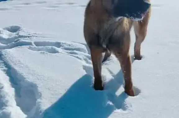 Пропала собака, Новая Рудня, Смоленск - photo