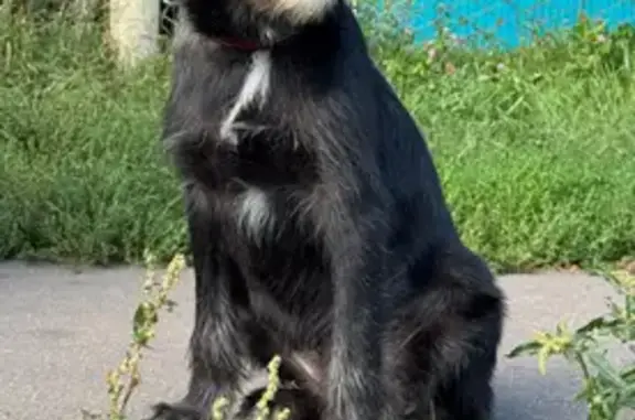 Собаки потеряшки, Тамбов, фото: Потеряшка собака, Полынковская ул., Тамбов