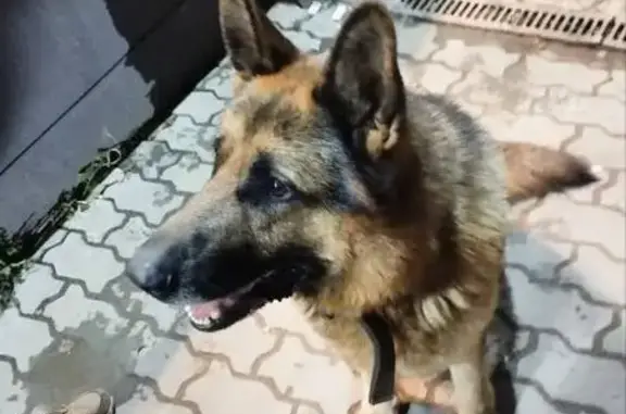 Пропала собака, ул. Завьялова, 22, Пермь - photo