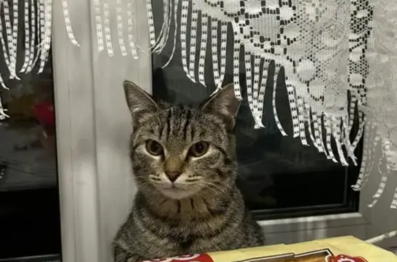 Объявления о пропавших и найденных животных, Абакан, фото: Пропала кошка, ул. Павших Коммунаров, 151А