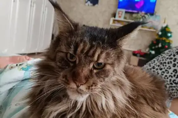 Пропала кошка, Саратов, обл. - photo