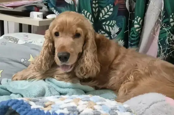 Собаки потеряшки, Сыктывкар, фото: Потеряшка собака, Лесопарковая ул., Сыктывкар