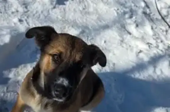 Найдена собака, Раевская, фото: Пёс найден: Черноморская ул, 1Х, Раевская