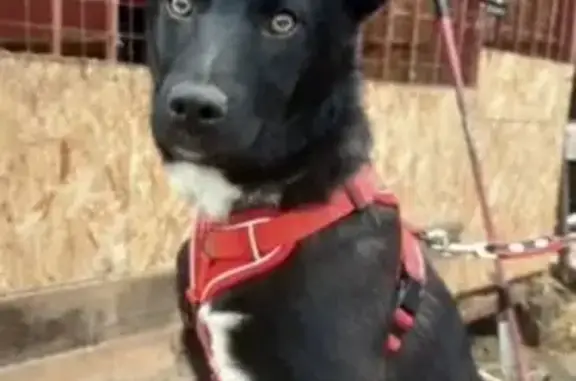 Пропала собака, ул. Проезд 2, Оренбург - photo