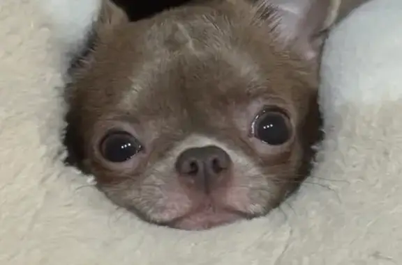 Пропала собака Рози, ул. Маяковского, 18 - photo