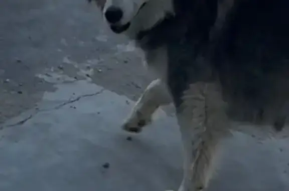 Пропала хаски, Университетский пр., 107 - photo