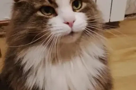 Пропала кошка, Загородная 42, Петрозаводск - photo