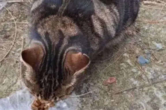 Найдена кошка, Сочи, фото: Кошка найдена: Курортный пр., 91Б, Сочи