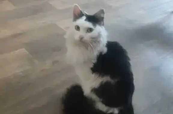 Найдена кошка, Красноярск, фото: Найдена кошка на ул. Борисова, Красноярск