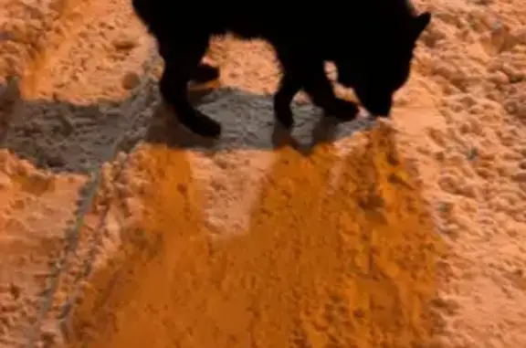 Найдена собака, Ярославль, фото: Найдена собака, Ленинградский пр., 85А