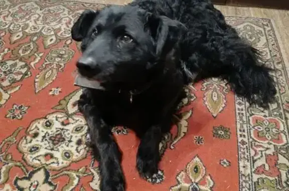 Собака найдена у Сиб. Теннисного центра - photo