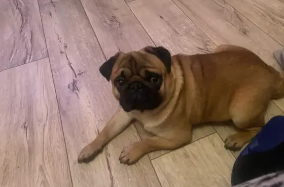 Найдена собака, Балаково, фото: Мальчик найден: Заречная ул., 8, Балаково