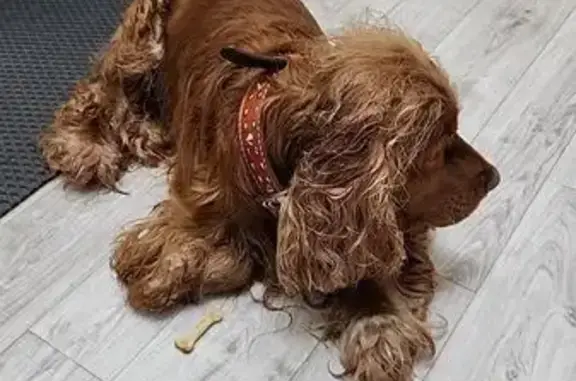 Объявления о пропавших и найденных животных, Салехард, фото: Кокер спаниель найден на Маяковского, 40