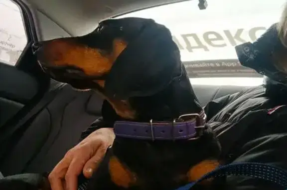 Найдена собака, Калининград, фото: Найдена собака, Калининград, 4-6 лет