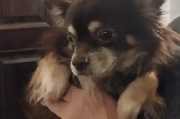 Найденные животные Тихвин, фото: Чихуахуа найден на ул. Борисова, Тихвин