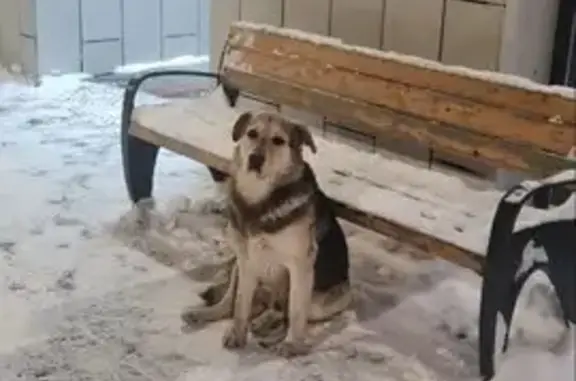 Объявления о пропавших и найденных животных, Мытищи, фото: Собака найдена: Стрельбище Динамо, 10