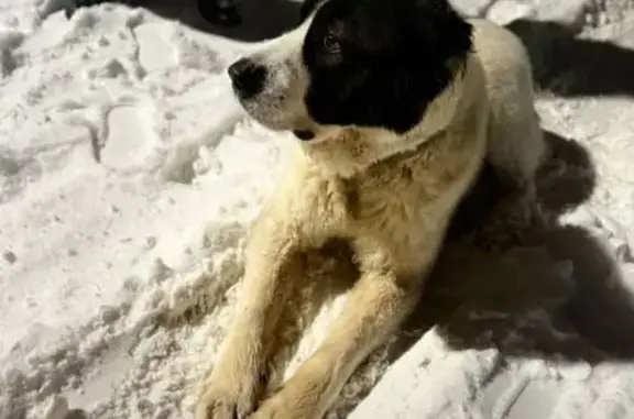 Найдена собака, Орёл, фото: Алабай найдена: Орёл, ул. Приборостроительная