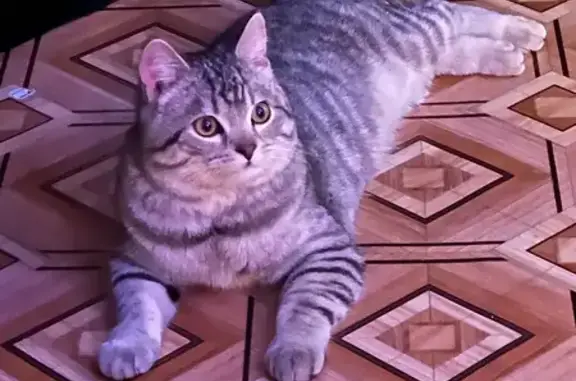 Найдена кошка, Астрахань, фото: Кошка найдена на Софьи Перовской, 105