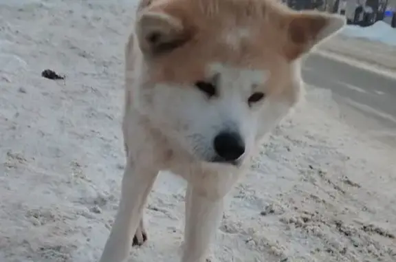 Найдена собака, Строитель, фото: Собака найдена в Строителе, Белгородская обл.