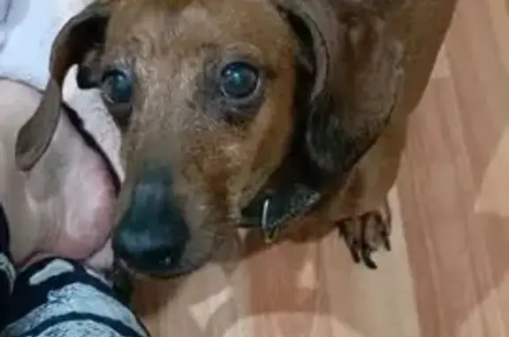 Объявления о пропавших и найденных животных, Донской, фото: Найдена такса, Донской, Тульская область