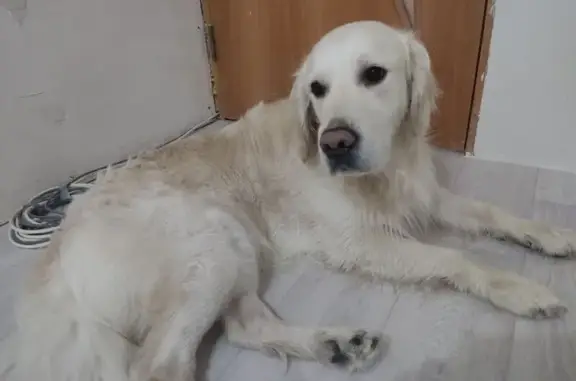 Объявления о пропавших и найденных животных, Лесной, фото: Ретривер найден на Ком Проспект 30, Лесной