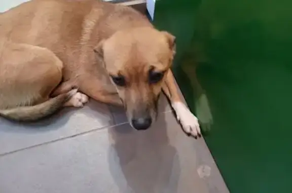 Найдена собака, Волгоград, фото: Собака найдена: Волгоград, Волгоградская обл.