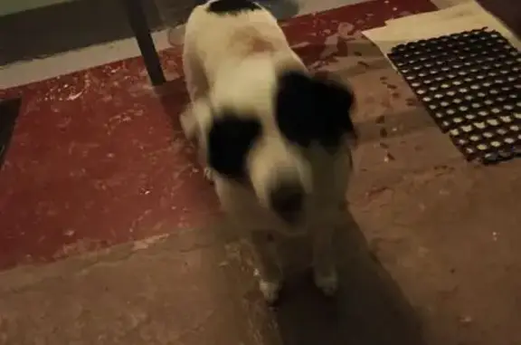 Найдена собака, Тула, фото: Собака найдена: ул. Плеханова, 138, Тула