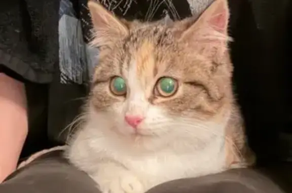 Найдена кошка, Калининград, фото: Кошка найдена, Аллея Смелых 115, Калининград