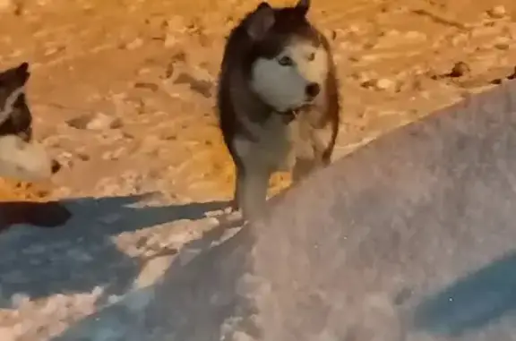 Найдена собака, Пенза, фото: Хаски найдена: Прогонный проезд, 2