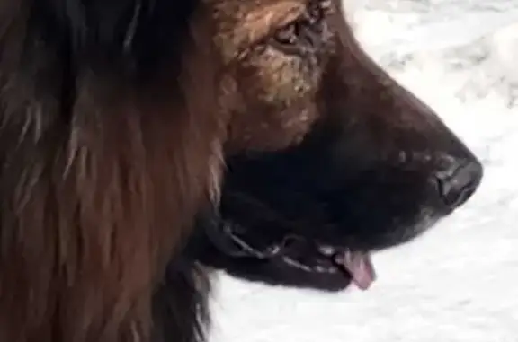 Пропала овчарка, Забайкальский край - photo