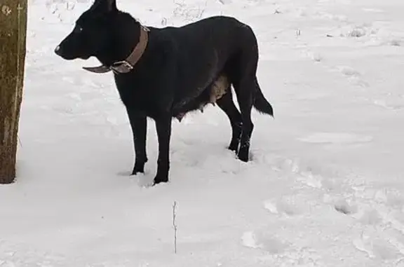 Пропала собака в Георгиевском, Тамбовская обл. - photo