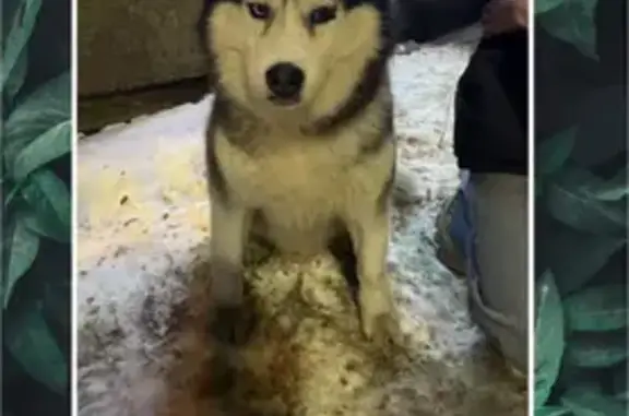 Пропала собака, Лифляндская ул., СПб - photo