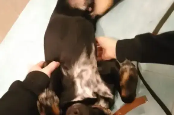 Найдена собака, Нижний Тагил, фото: Собака найдена на ул. Докучаева, Н. Тагил