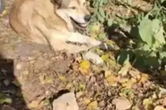 Пропала собака, Брейтовская ул. 18Б - photo