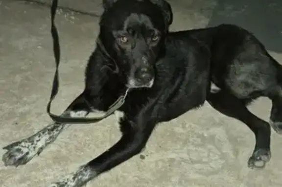 Найдена собака, Люберцы, фото: Собака найдена в Люберцах, Октябрьский 403