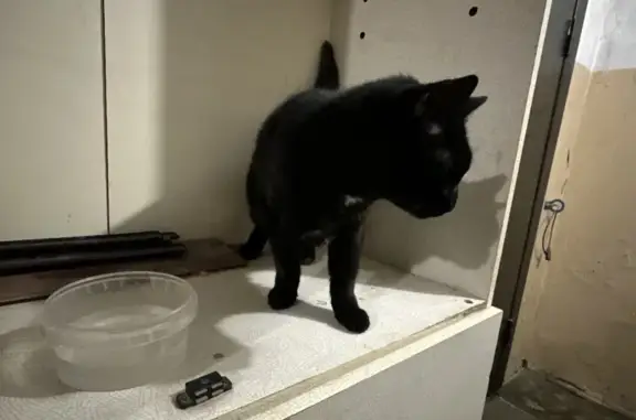 Найдена кошка, Ухта, фото: Кошка найдена: ул. 30 лет Октября, 15, Ухта