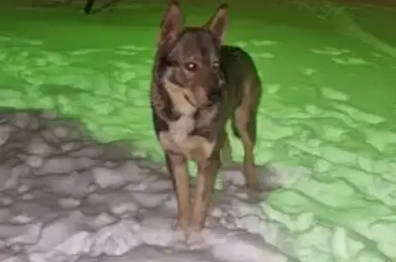 Найдена собака, Астрахань, фото: Найдена собака, Боевая ул. 72Д, Астрахань