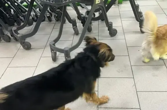 Найдена собака, Подольск, фото: Найдена собака, Подольск