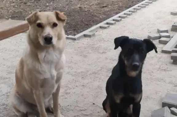 Пропала собака, Краснодар - photo